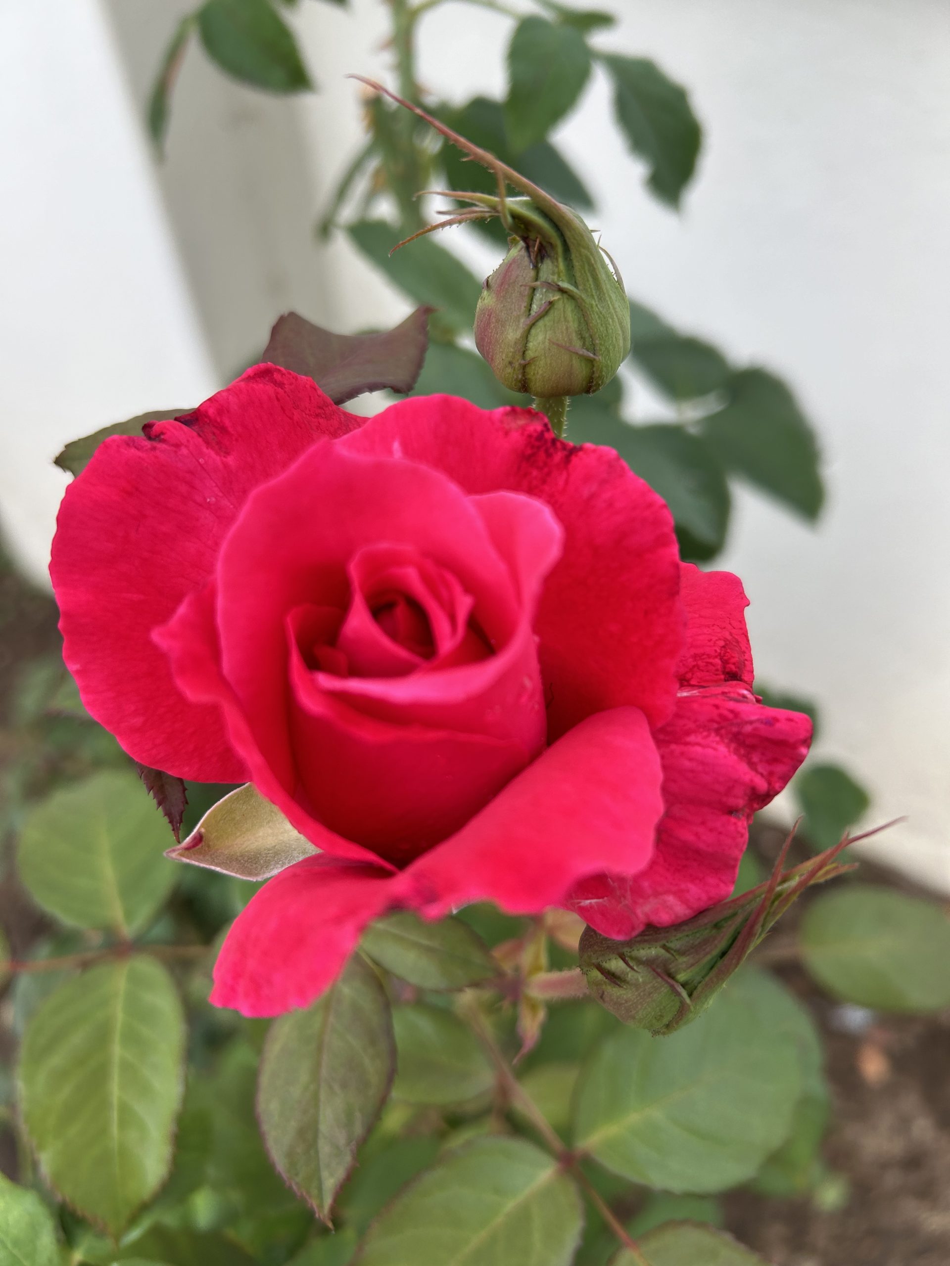 Building and Sustaining Relationships as an Introvert